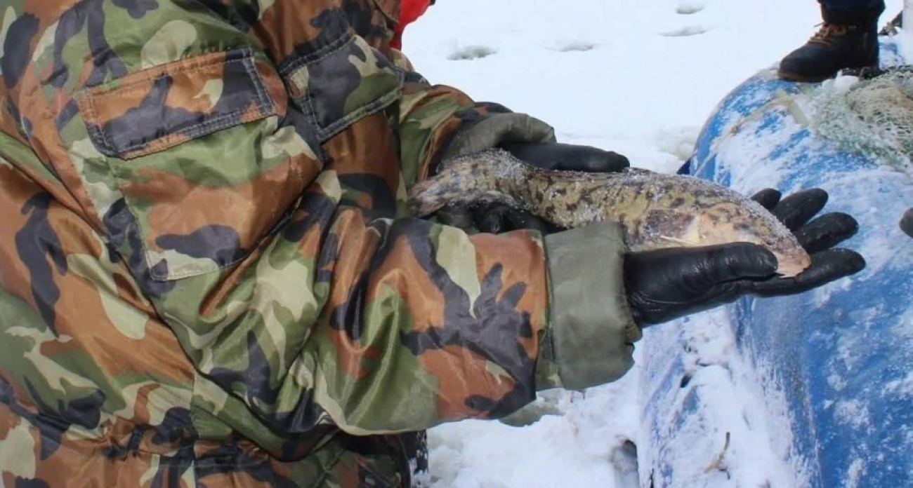 В Нижегородской области с 1 февраля разрешили ловить больше рыбы