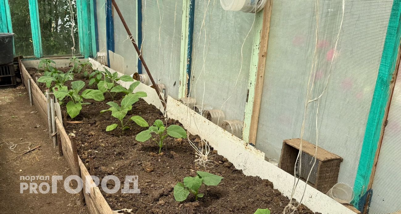 Луковая шелуха теперь на вес золота – несколько капель йода и огурцы растут, как на дрожжах