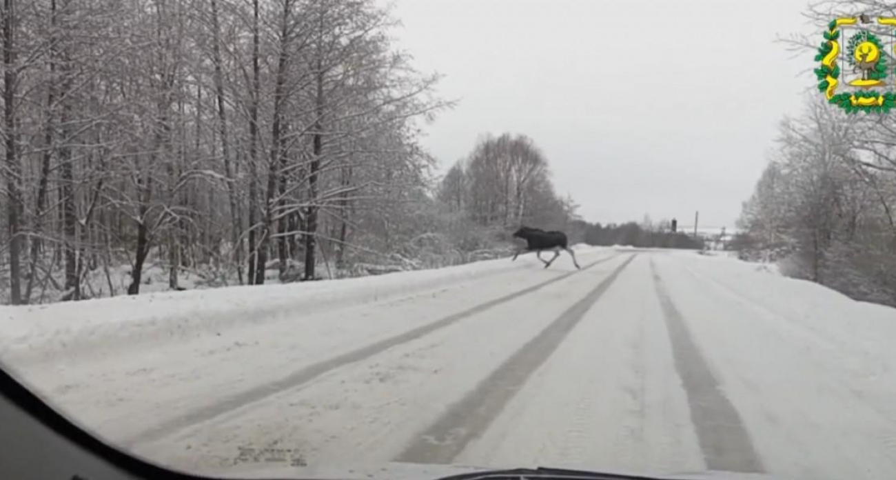 «Инстинктивная дисциплина»: стая лосей синхронно пересекла оживленные трассы в Нижегородской области