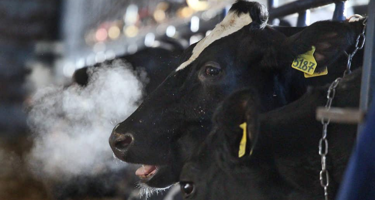 33,8 млн рублей и 585 коров: суд отказал нижегородскому фонду АПК в аресте имущества агрохолдинга депутата