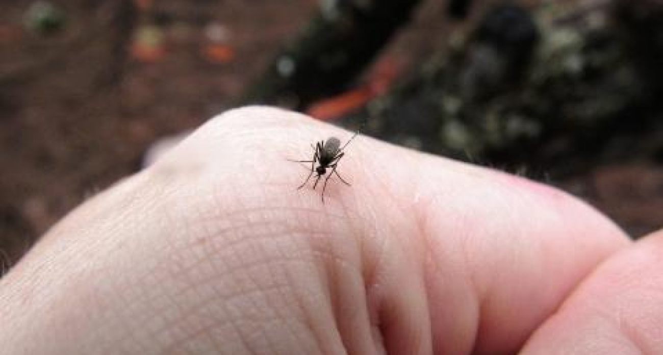 «Риск минимальный»: эксперты оценили угрозу лихорадки чикунгунья в России после завозного случая