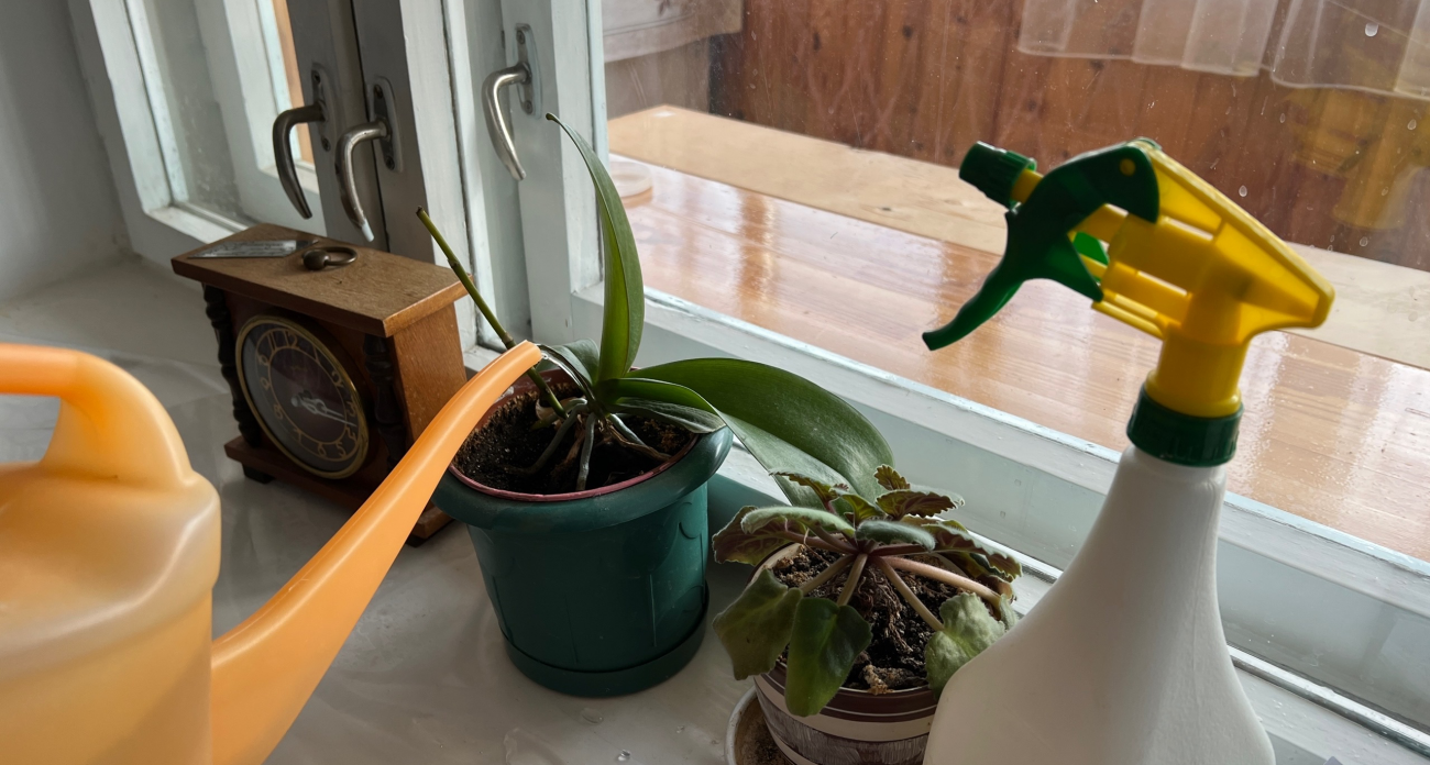 5 растений, которые полезно выращивать дома, а вот эти 3 лучше не покупать