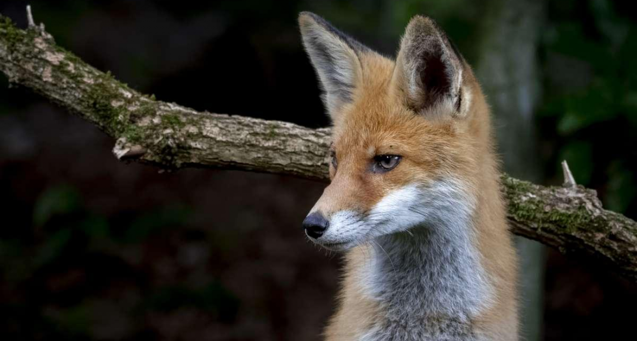 Бешеные лисы под прицелом: в Арзамасском округе разрешили неограниченный отстрел хищников до 2026 года