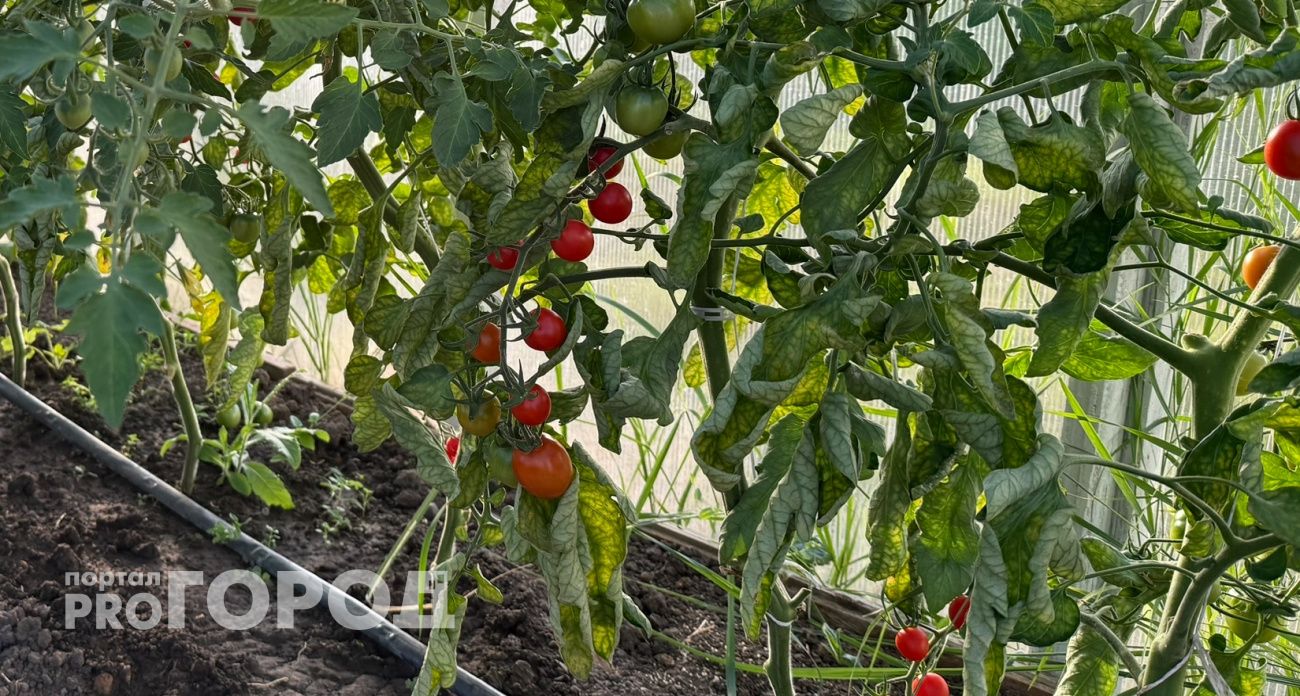 Этот черри-гигант даёт урожай ведрами: гроздья сладких плодов висят гроздьями до самых заморозков 