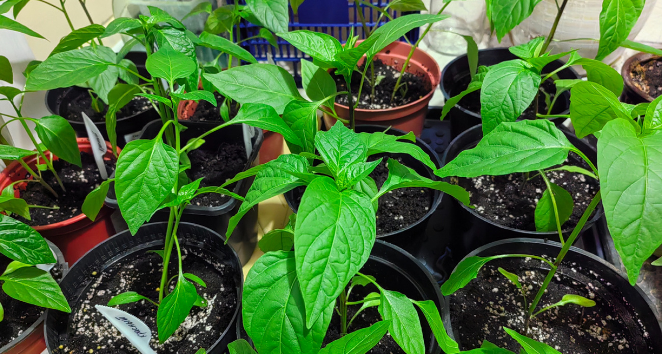 Перцы взойдут щёткой: один раз попробовала – теперь сажаю только так