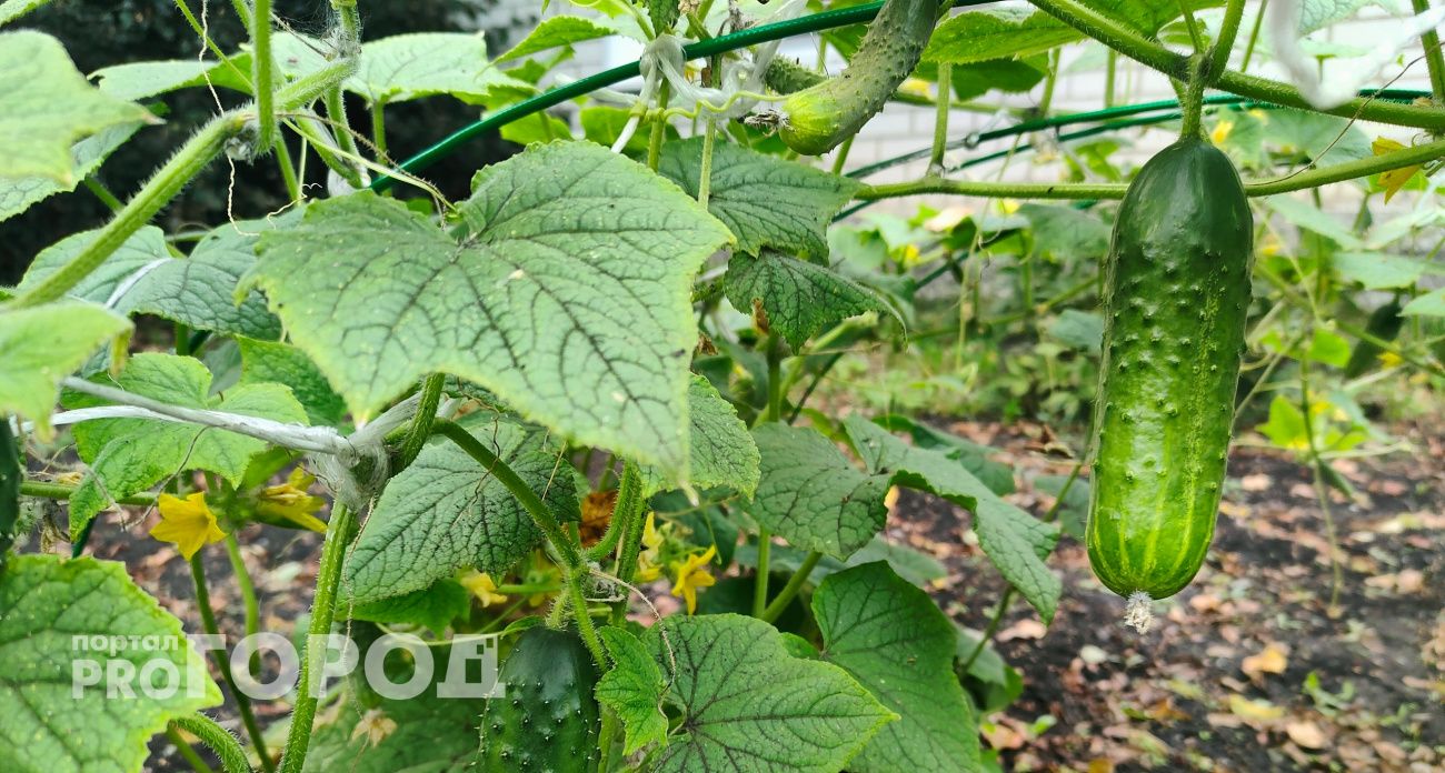 Этот сорт огурцов стабильно даёт ведро с каждого квадрата: опытные агрономы хвалят 