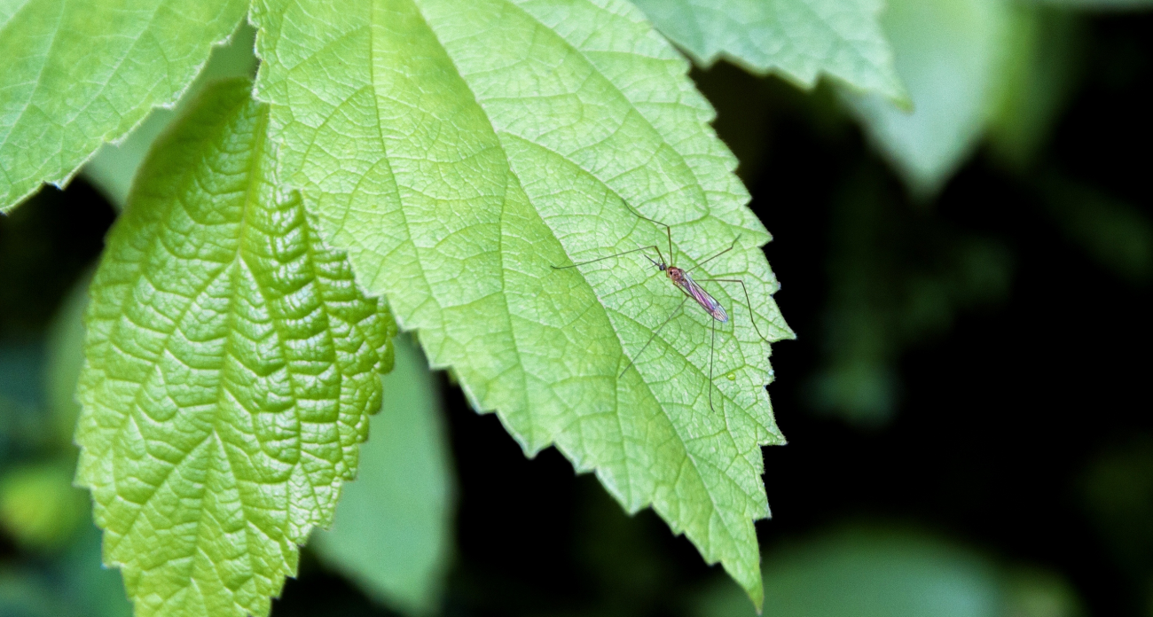 Привезла на дачу и забыла про комаров - лучшее средство против насекомых 