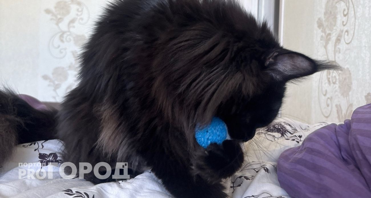 Почему кошка обожает только одного хозяина - и как заслужить её любовь