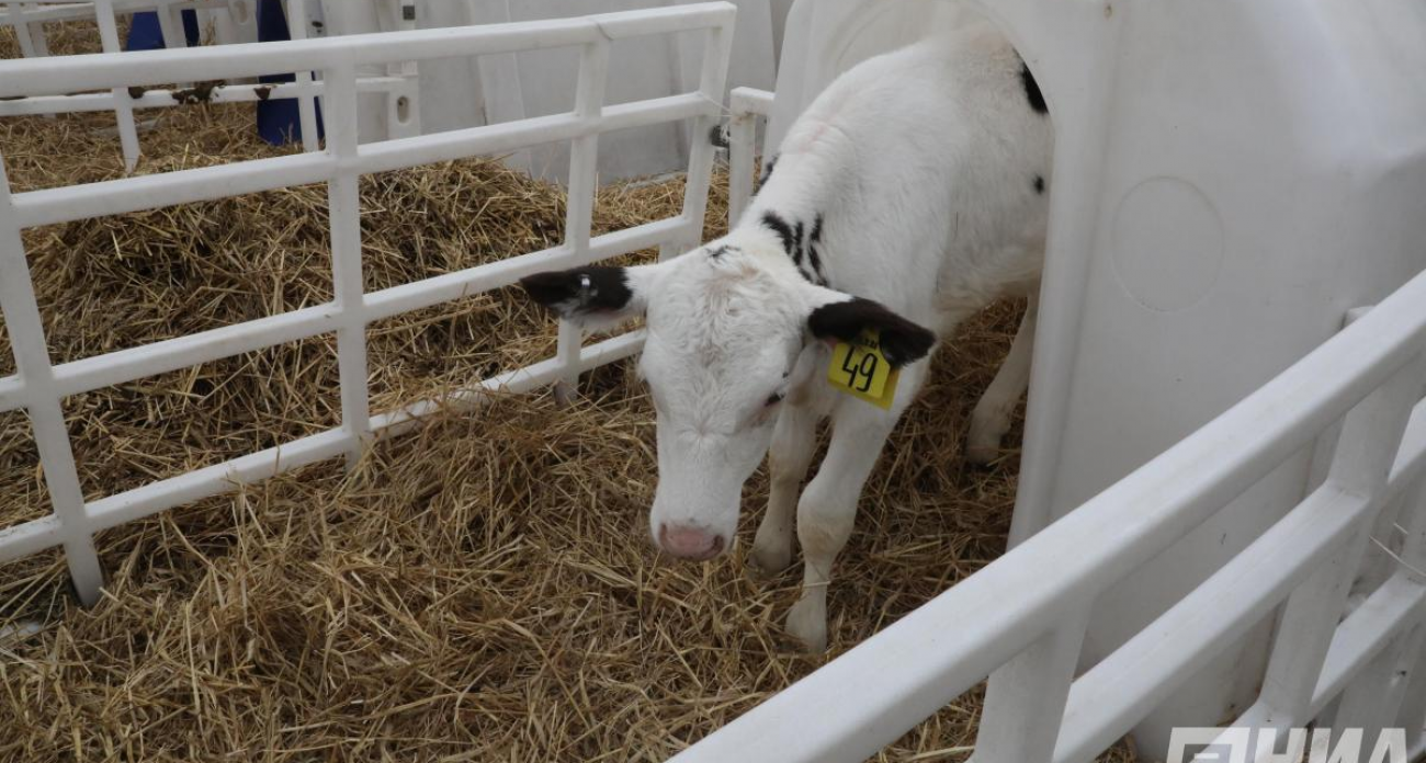 Бешеная угроза: в деревне Чеченино ввели карантин после обнаружения опасной инфекции в хозяйстве местного жителя