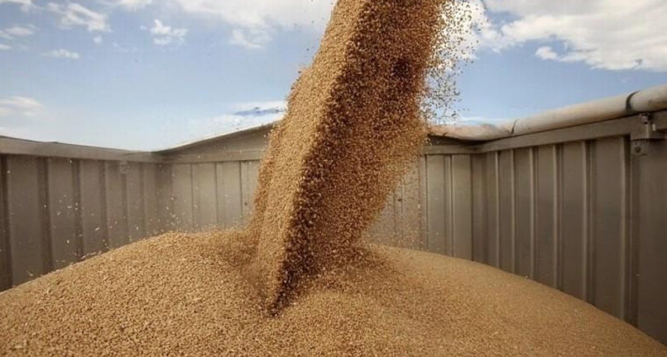 Скрытая угроза: Россельхознадзор обнаружил 14,6 тыс. тонн зерна с нарушениями безопасности