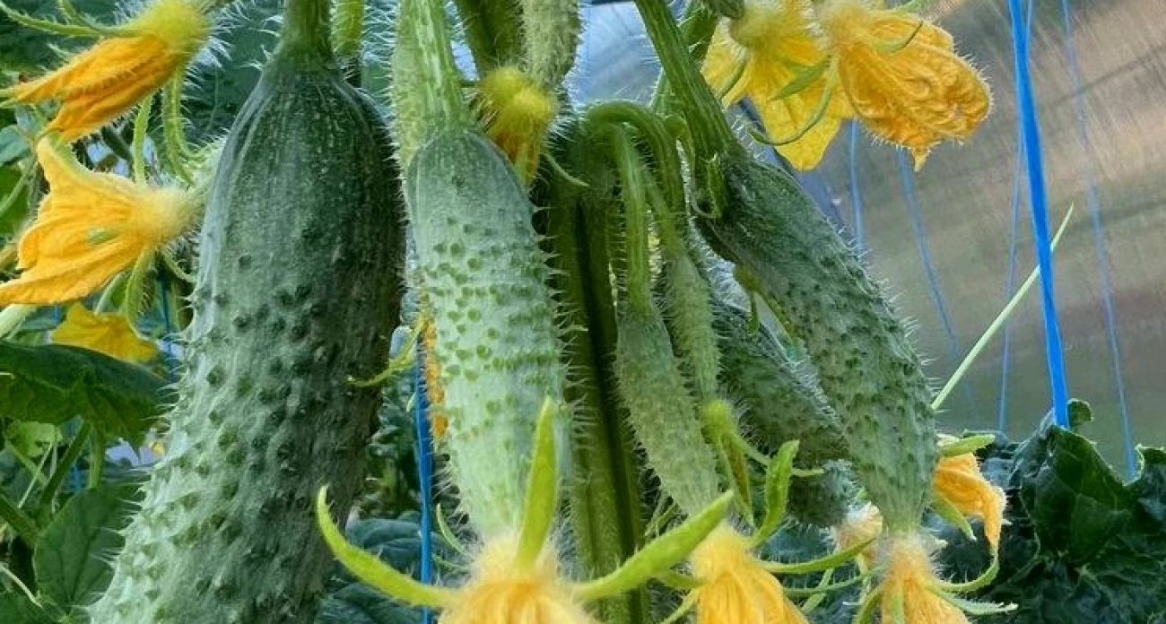 С двух кустов собираю урожай по ведру: этот сорт огурцов превзошёл Кураж и Герман — отзывы дачников