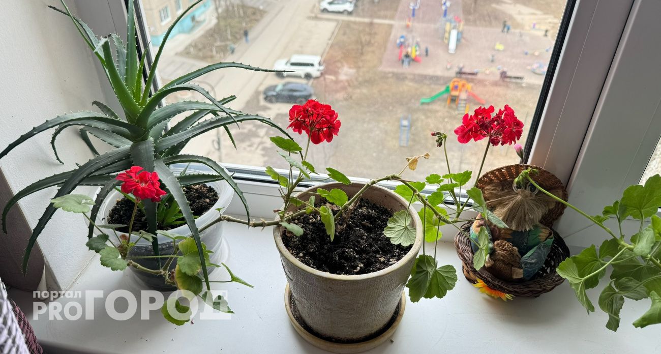 Всего одну крошку в горшок – и герань зацветет даже на молодых черенках