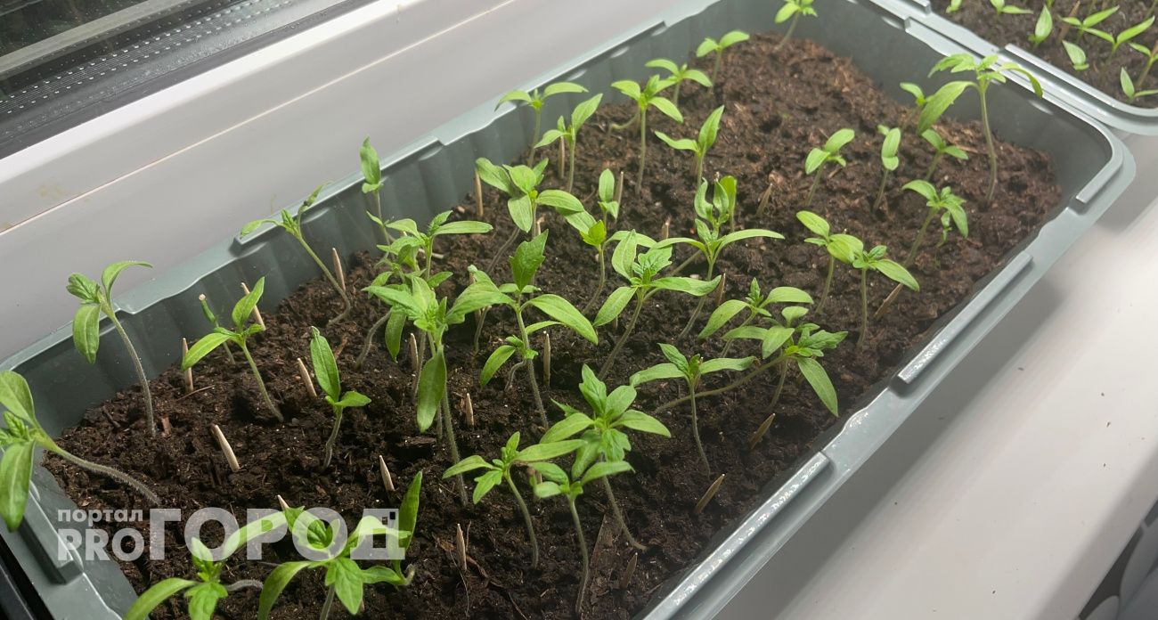 Всего 3 капли этого средства – и чахлая рассада оживает на глазах