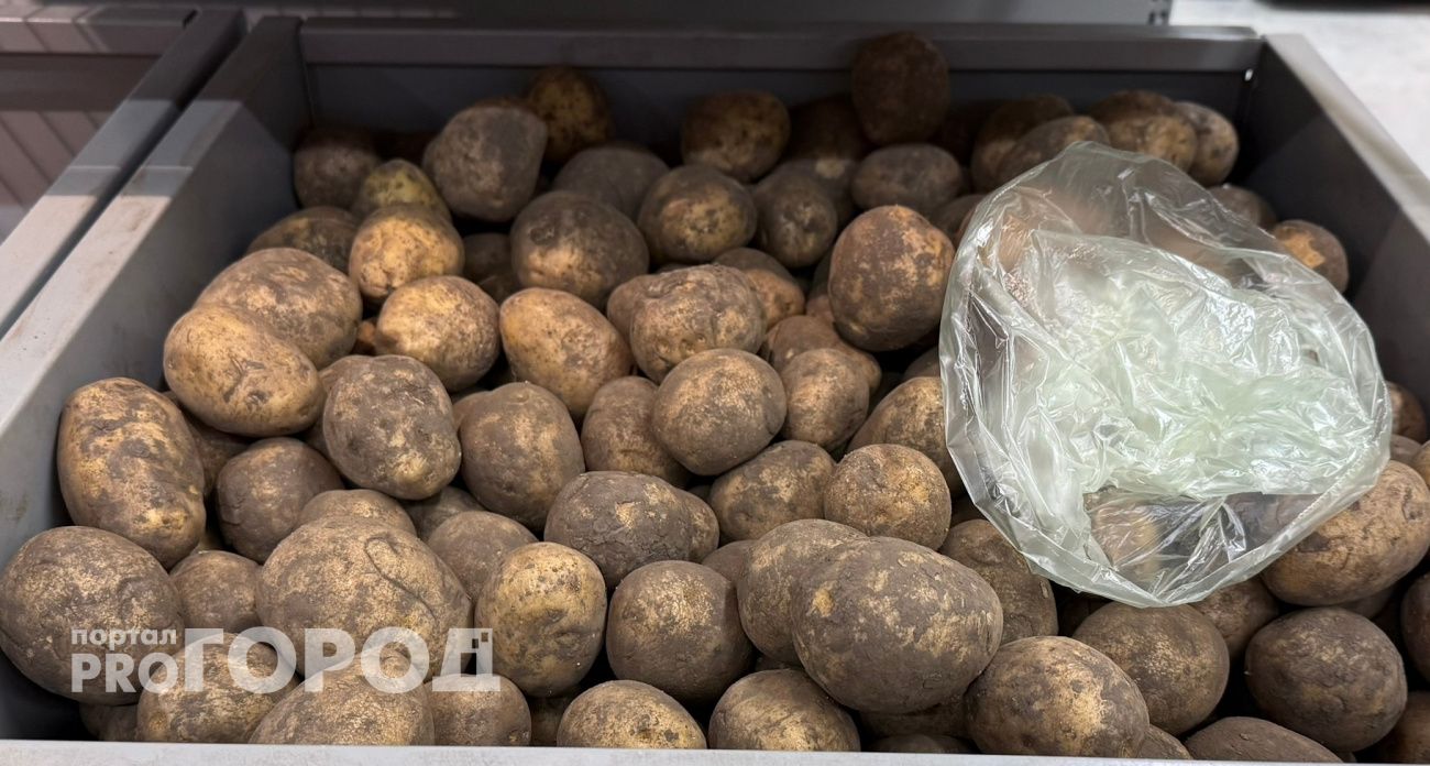 Храню картошку до лета без погреба – не гниет и не вянет: клубни как с грядки