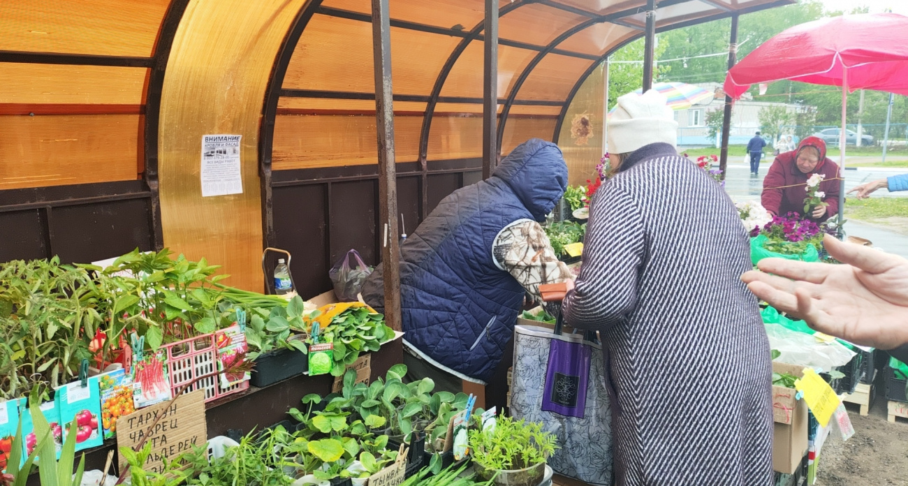 Отметьте эти золотые дни для посадки помидоров в 2026 году: от урожая прогнутся полки