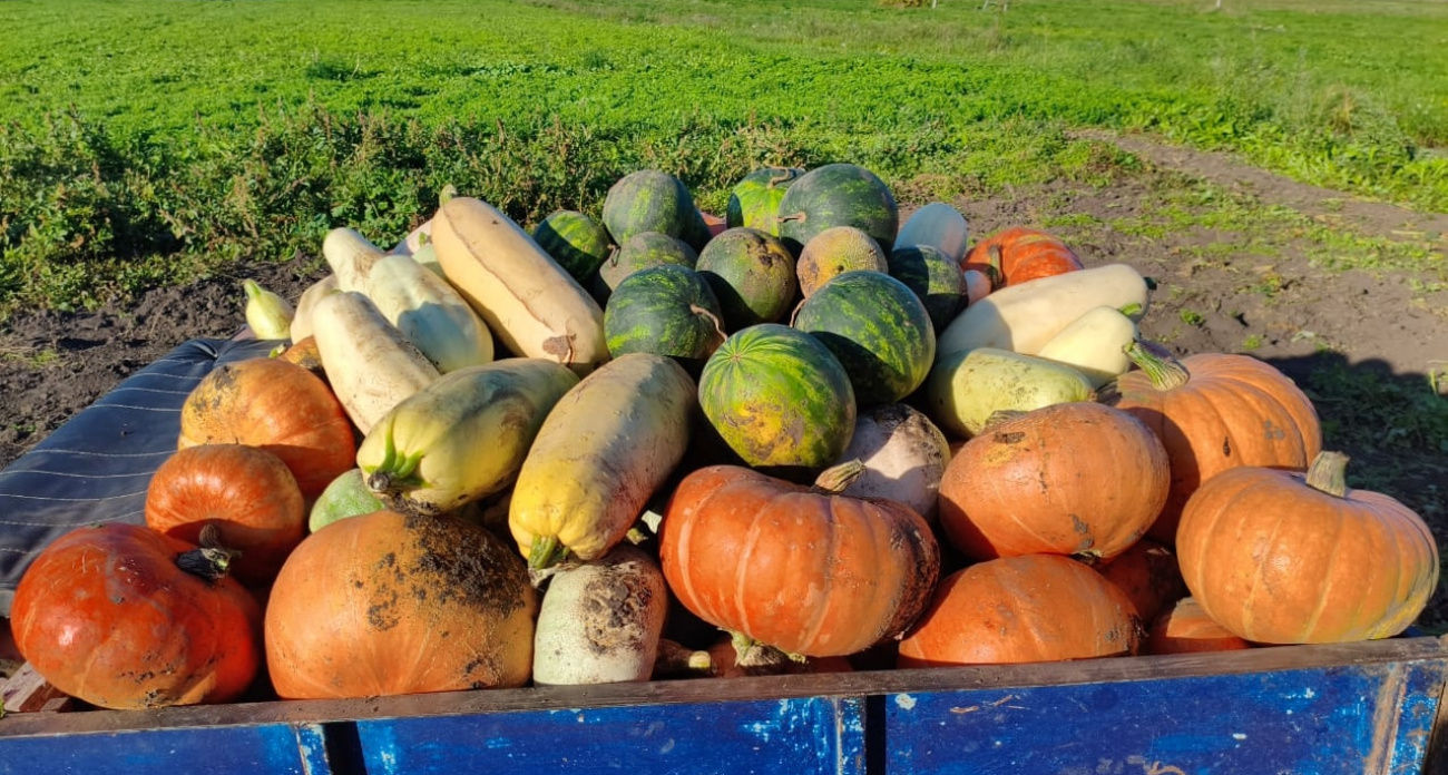 5 сортов ранних кабачков, которые обгоняют календарь: урожай на вашем столе всего за месяц с небольшим