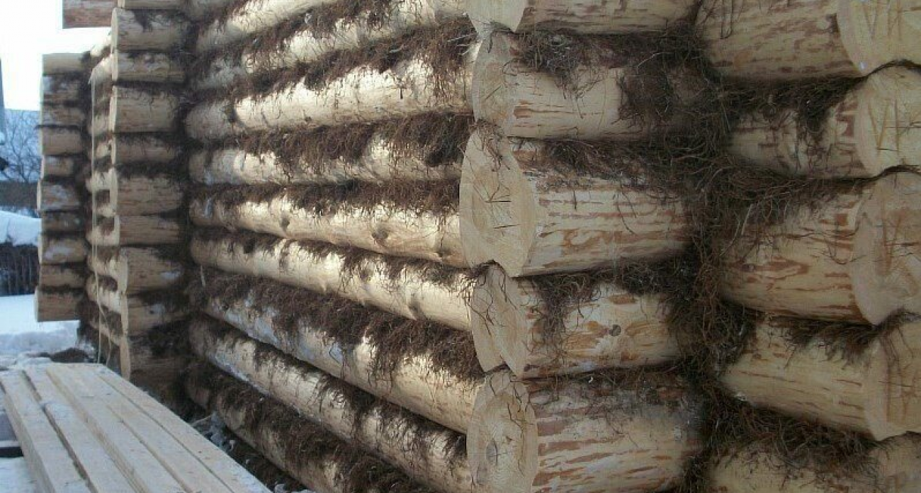 Сосед смеялся над моей монтажной пеной, а потом пожалел: сруб на мох реально круто, но не советую