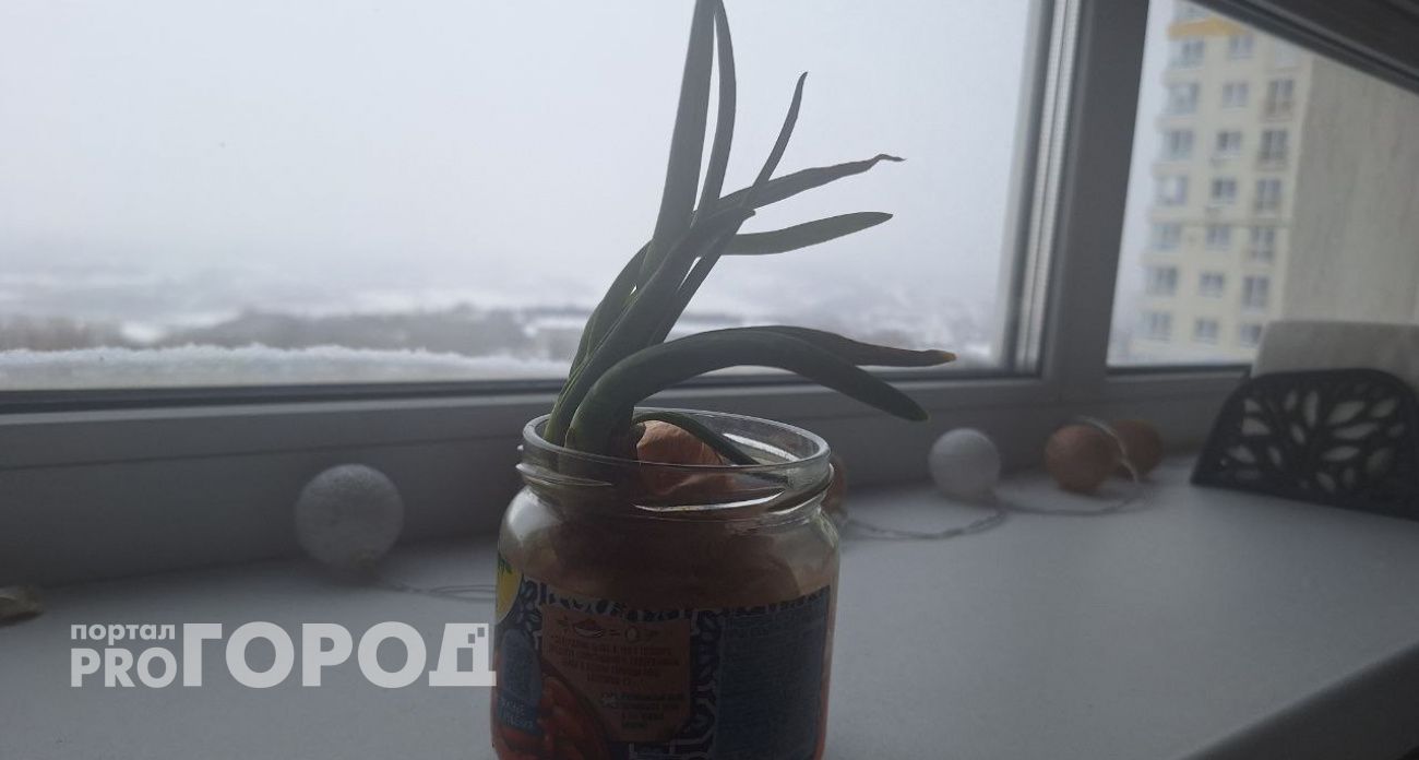 Японский метод с пакетом утроил мой урожай зеленого лука: больше не копаюсь в земле