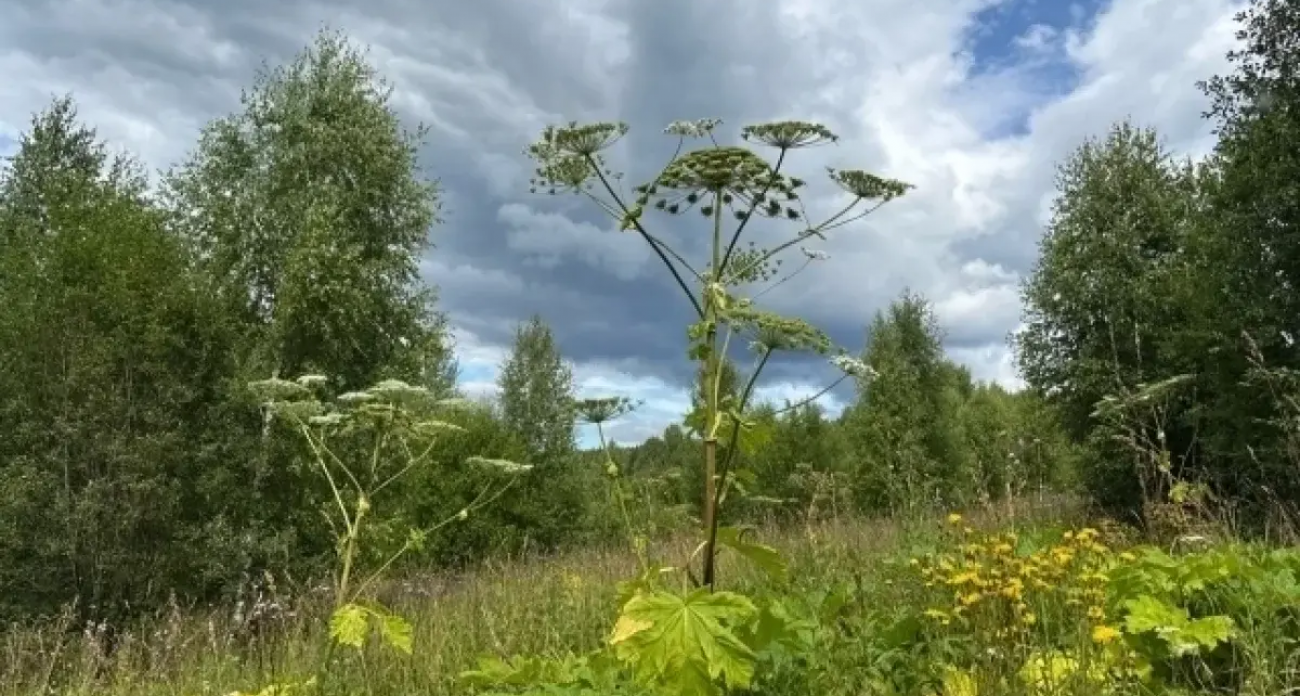 Война с «борщевиком-оккупантом»: в Нижегородской области ввели штрафы за отказ уничтожать опасные растения на участках