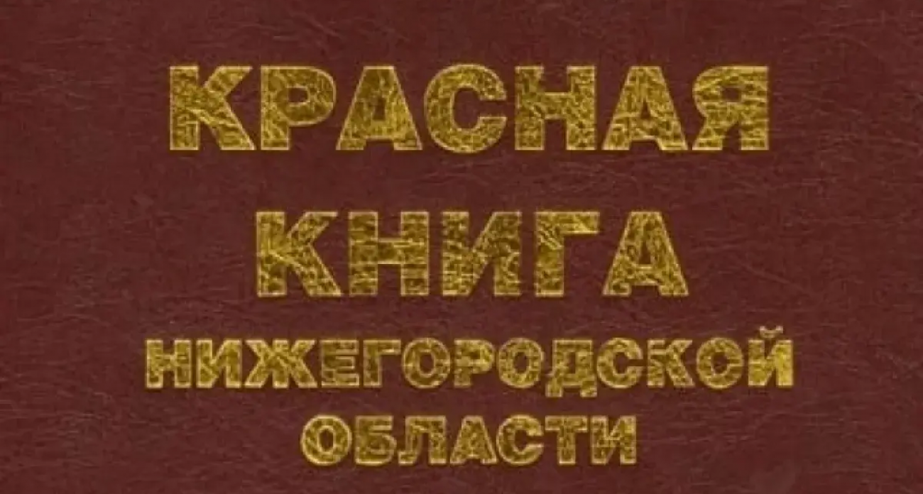 Пауки под охраной: в Нижегородской области спустя 30 лет обновили список исчезающих видов фауны
