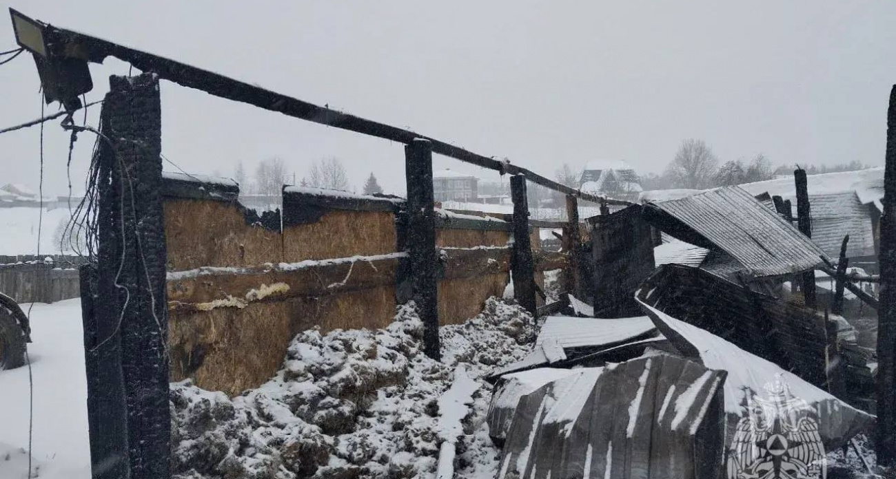 Более 30 коров погибли из-за пожара на ферме в Володарске