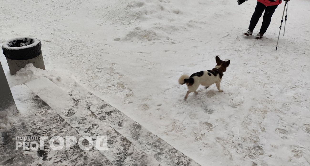 В одном из районов Нижнего Новгорода ввели карантина из-за бешеных животных