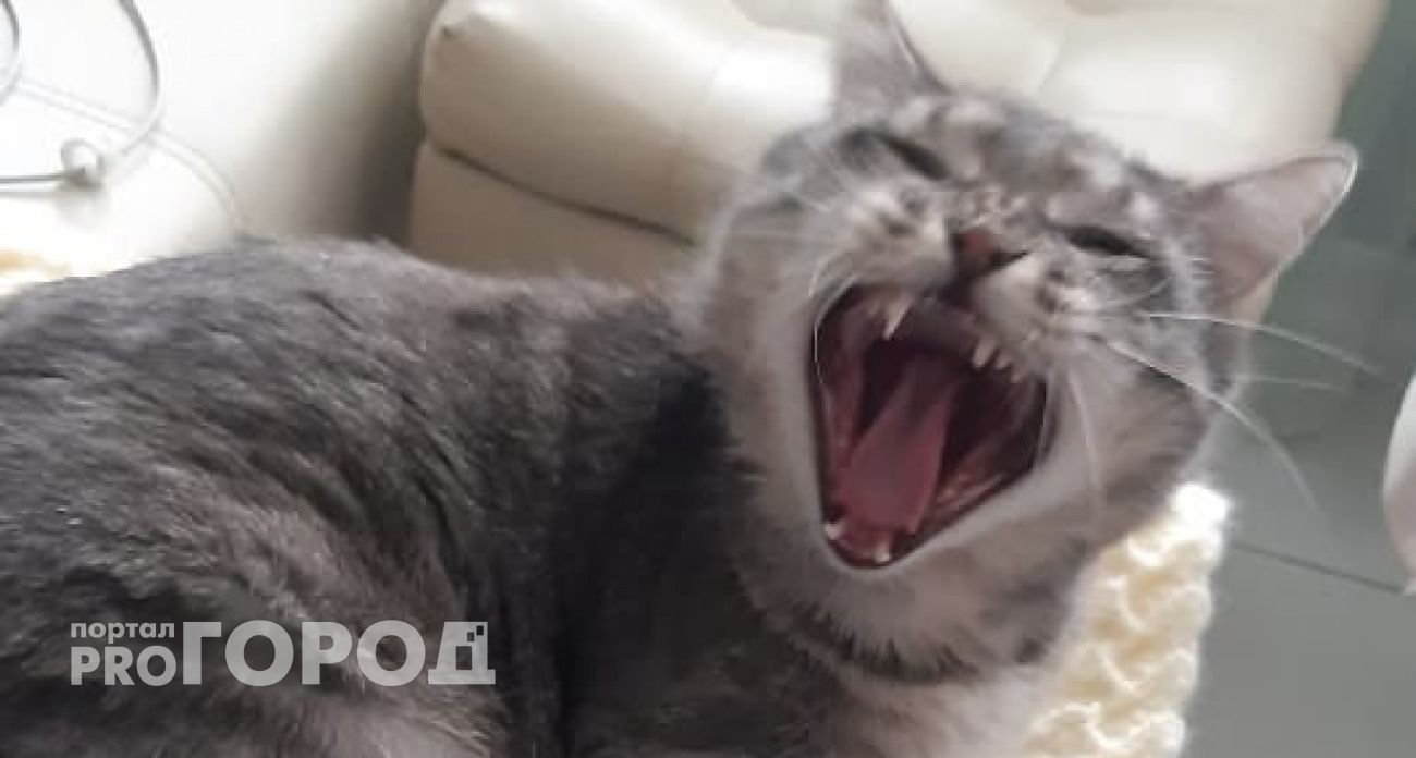 В Автозаводском районе объявили карантин из-за бешеного кота
