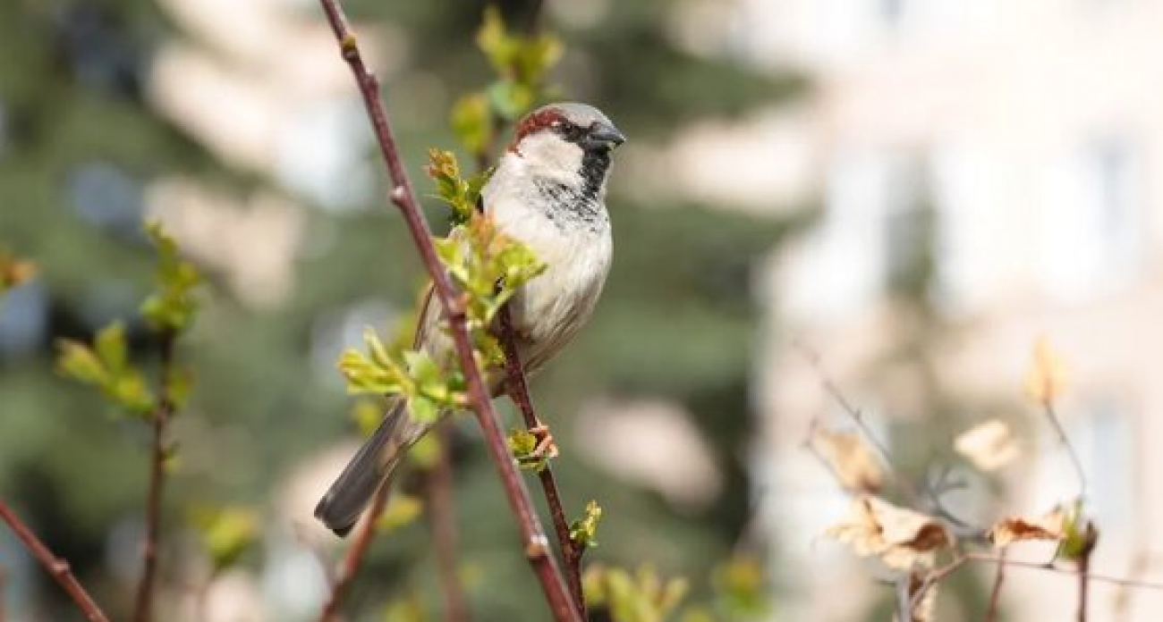 Нижний Новгород занял 7-е место в России по продолжительности цветения