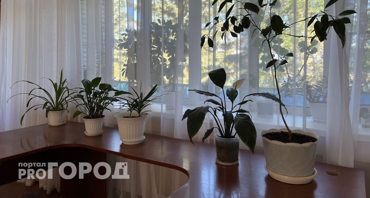 Растворяю 1 таблетку в воде и поливаю цветы: спатифиллум и замиокулькас растут как на дрожжах