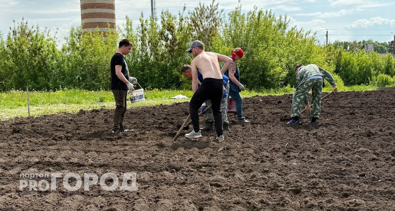 Посадил картофель наоборот – и не пожалел: способ из Беларуси, который повышает урожай в 10 раз 