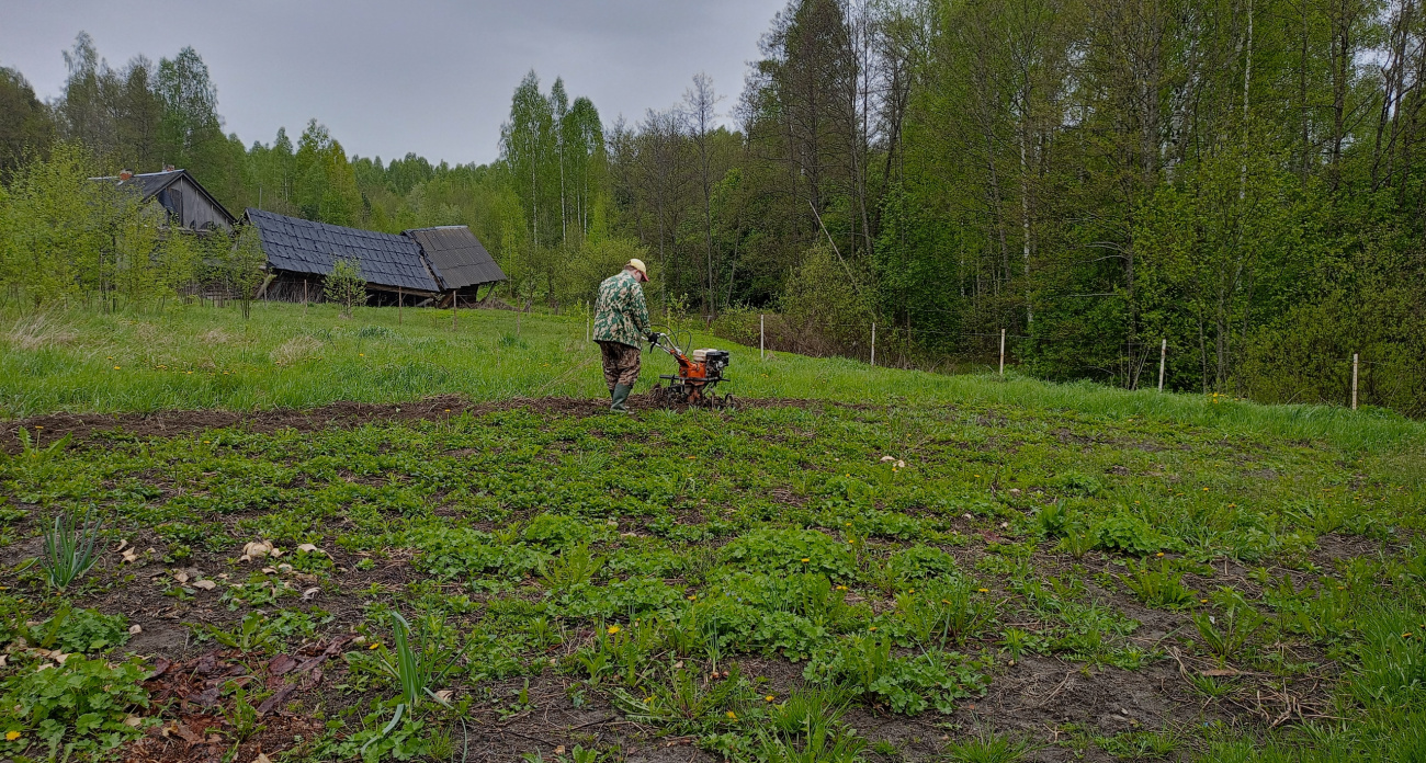 Всего миска крупы вместо 10 килограмм навоза: бросаем прямо на снег - весной почва будет шелковой