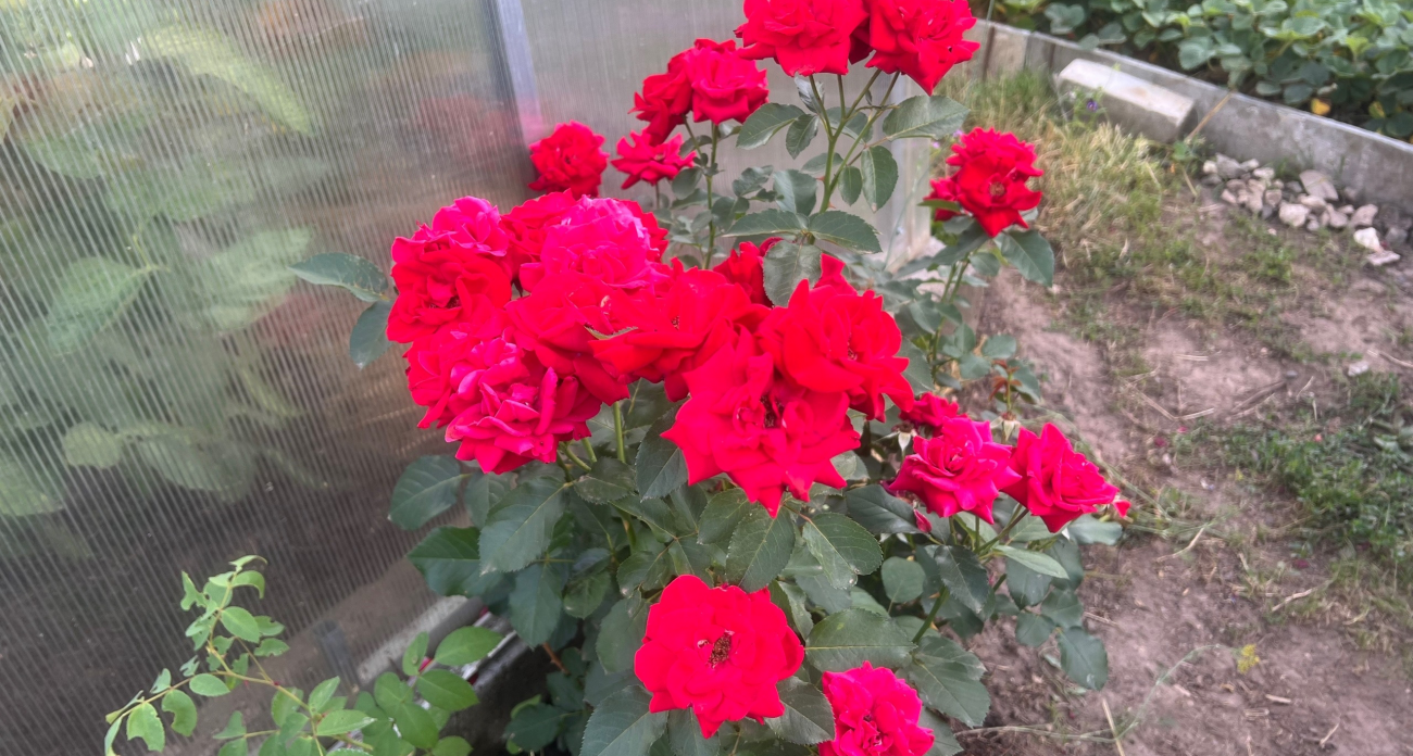 Цветы, которые украсят участок и не требуют постоянного ухода — находка для занятых женщин