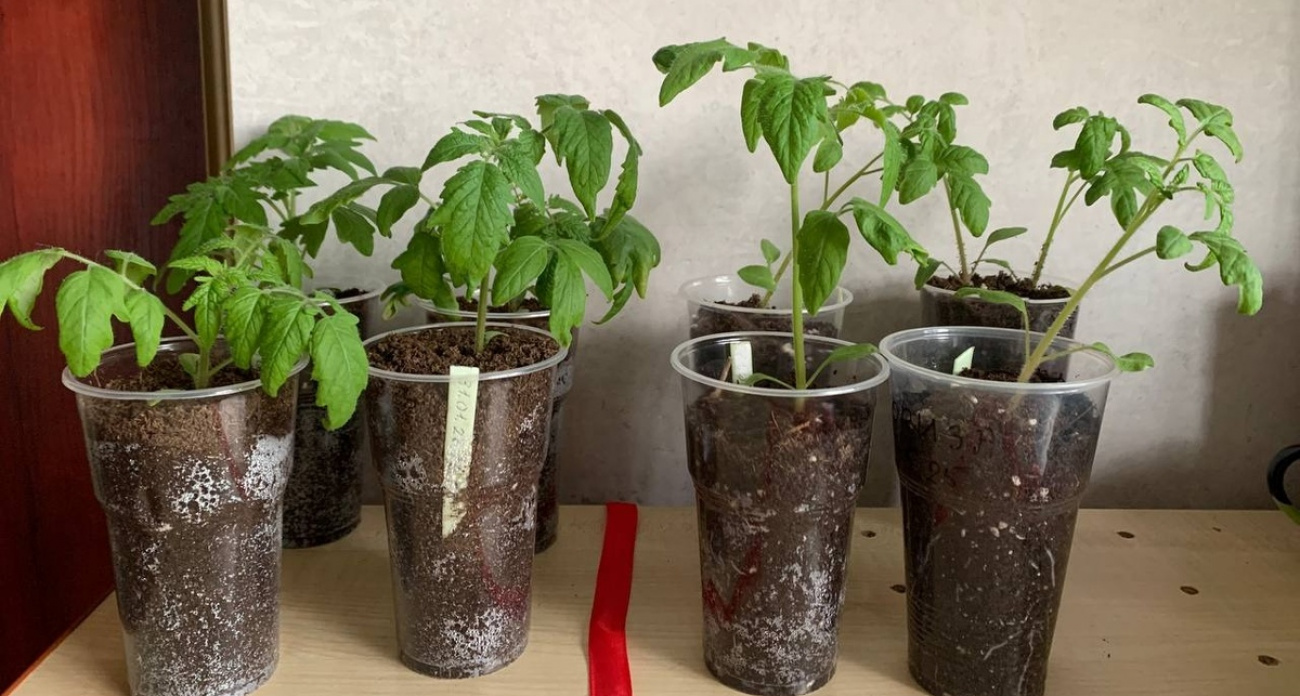 Посеяла томаты в 200 и 500 мл – и вот что получилось: такого результата не ожидала