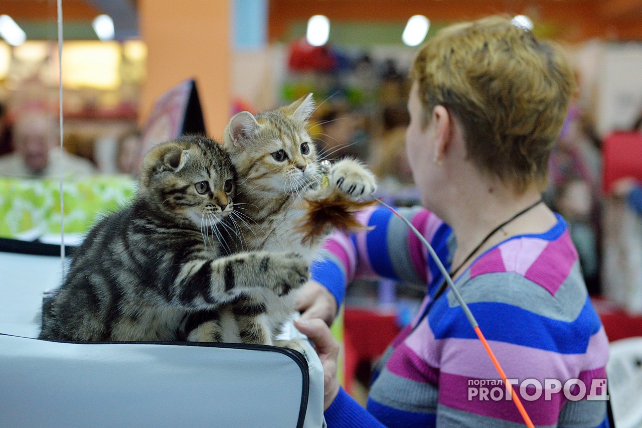 Грандиозная выставка кошек в Нижнем Новгороде: никто не останется без подарков!