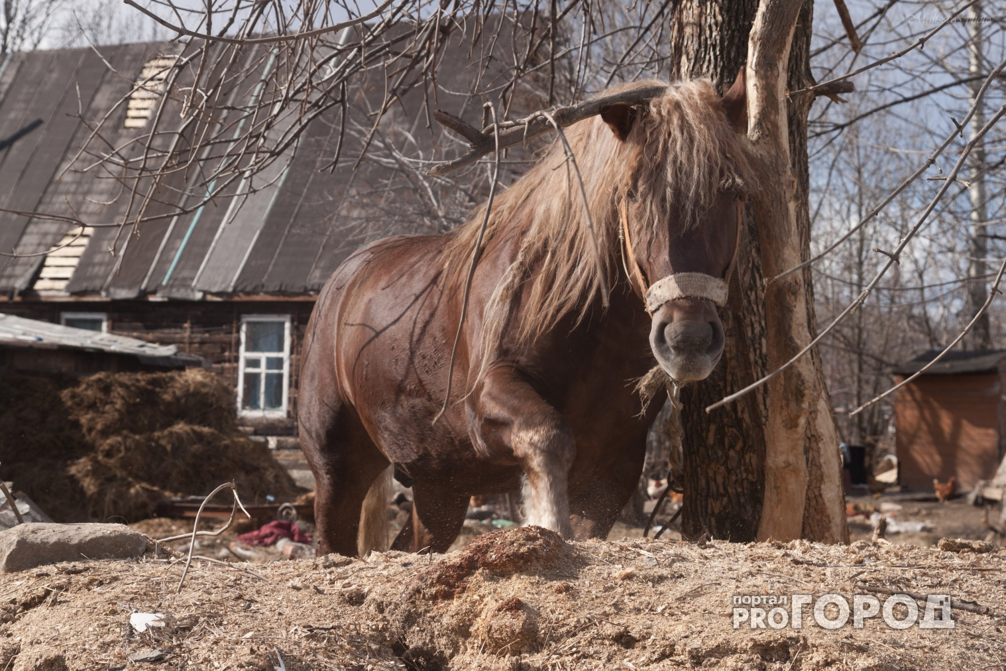 В Нижнем Новгороде цыган из жалости украл лошадь