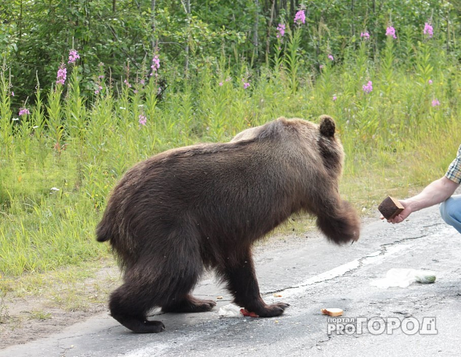Нижегородец спас медвежонка от гибели, нарушив закон