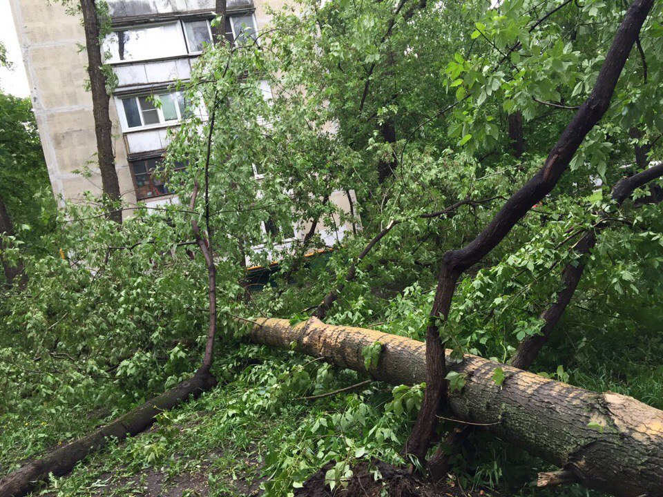 "Деревья ломались, как спички": нижегородец едва не пострадал от урагана в Москве