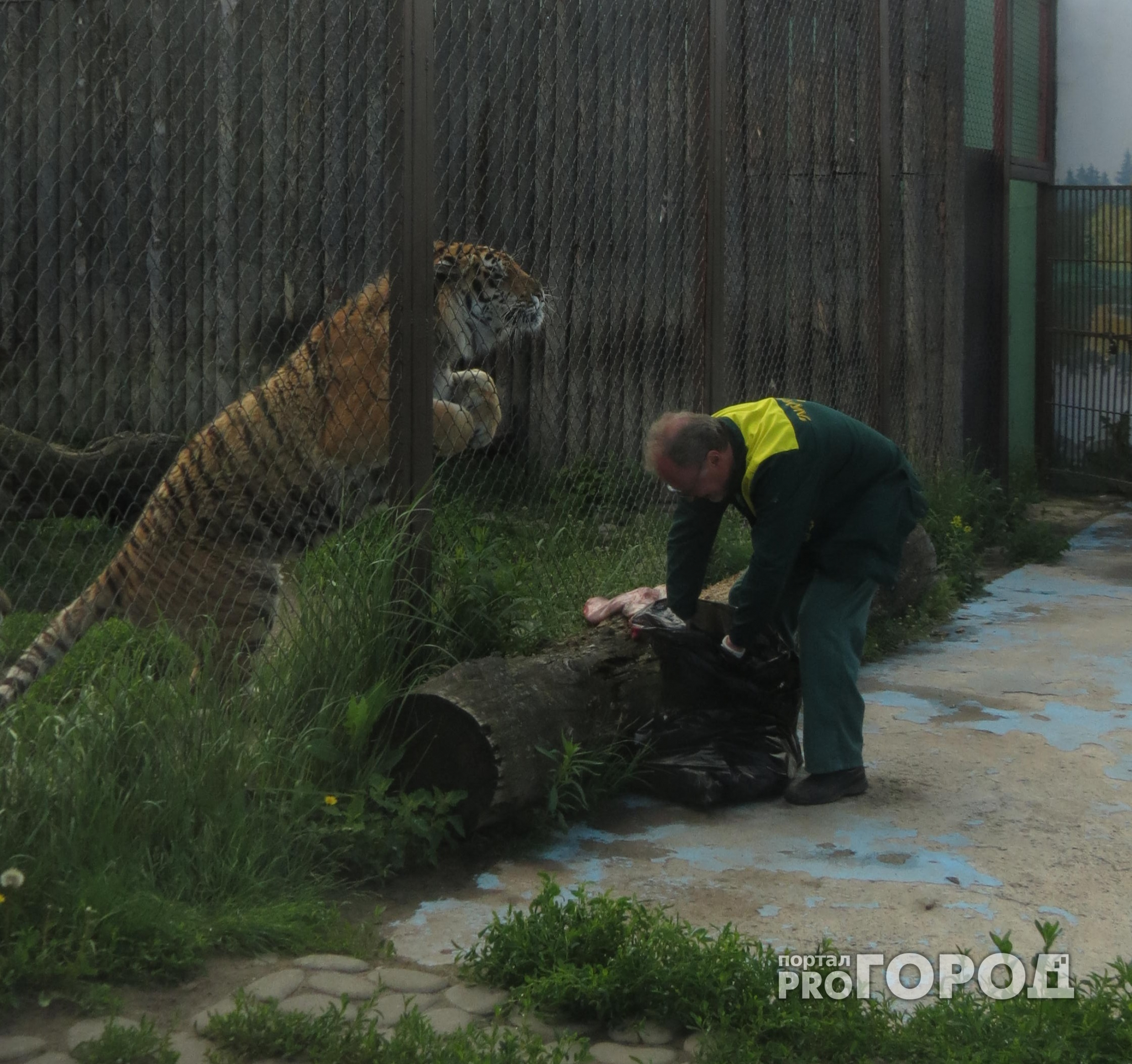 Нижегородский зоотехник: "Одним ударом хищник может убить взрослого мужчину"