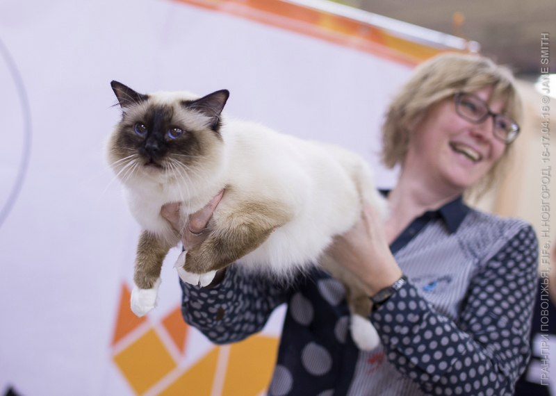 В Нижнем Новгороде пройдет международная выставка кошек