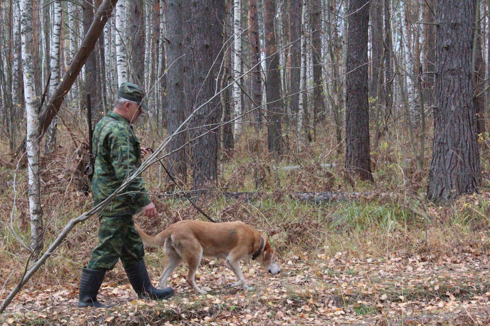 В Нижегородской области открылся сезон охоты с собаками