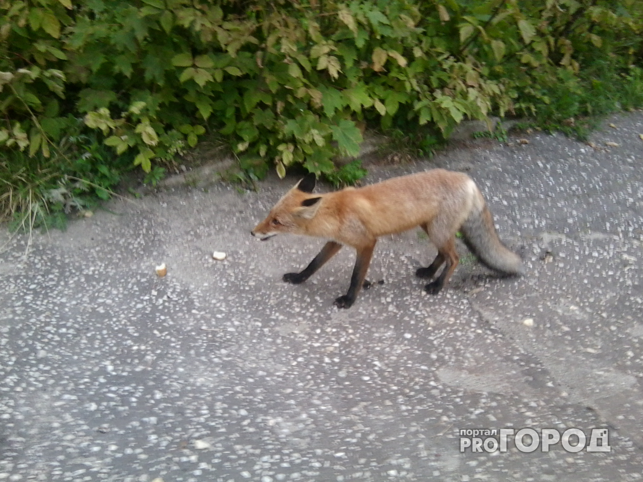 В Нижегородской области бешеные лисы нападают на людей