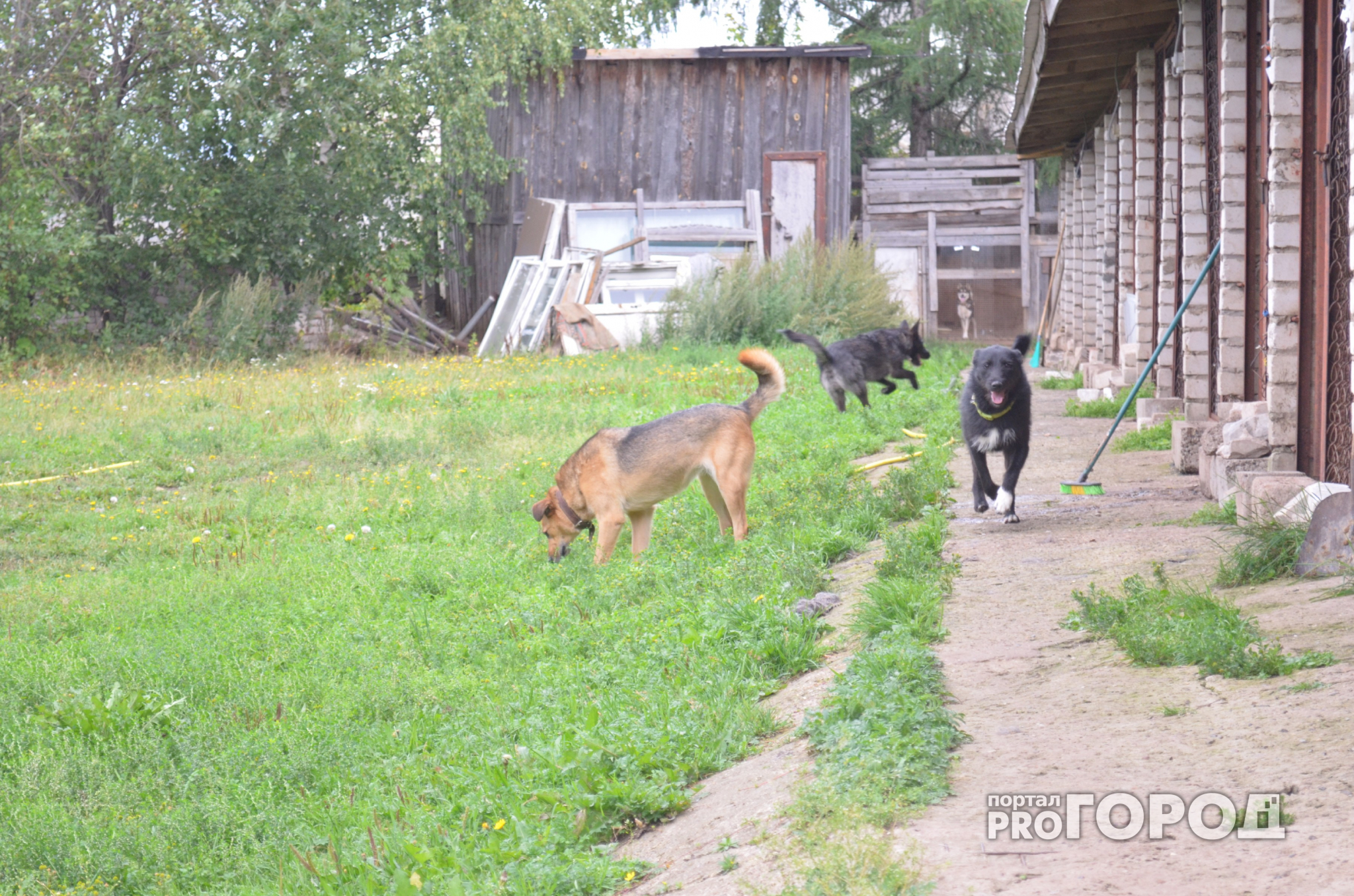 Глава нижегородского поселка убивал собак на глазах у маленьких детей (ВИДЕО)