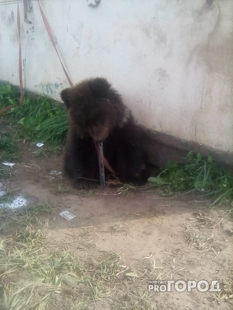 Стала известна судьба нижегородских медведей, которых морили голодом в частном зоопарке