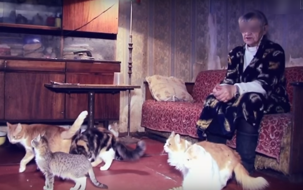 Нижегородская пенсионерка рьяно забирает себе котов, у которых есть хозяева