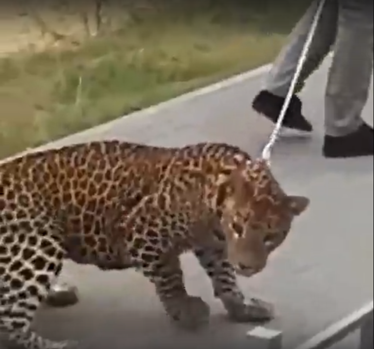 Леопард, которого выгуливали без намордника в Нижнем, уже нападал на детей (ВИДЕО)