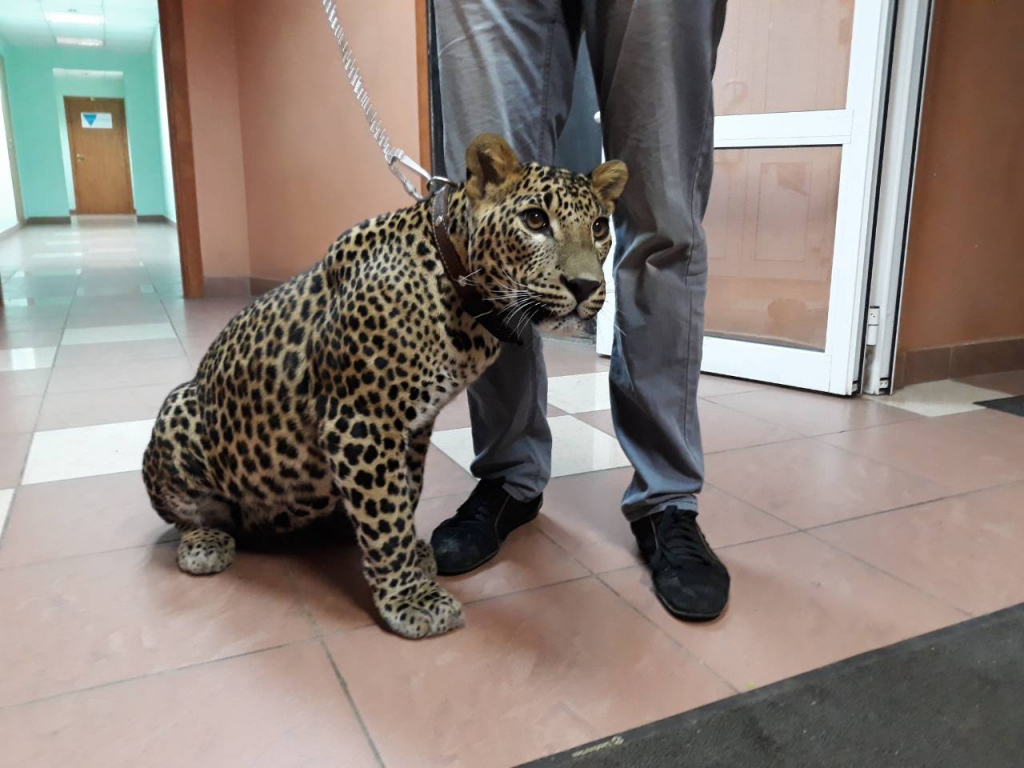 Выгуливавший леопарда в Нижнем мужчина засветился в других городах страны