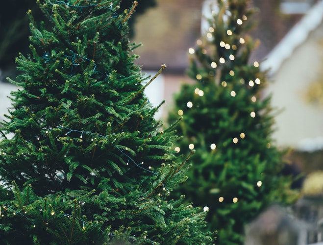 В нижегородских лесничествах можно купить двухметровую новогоднюю елку за 50 рублей