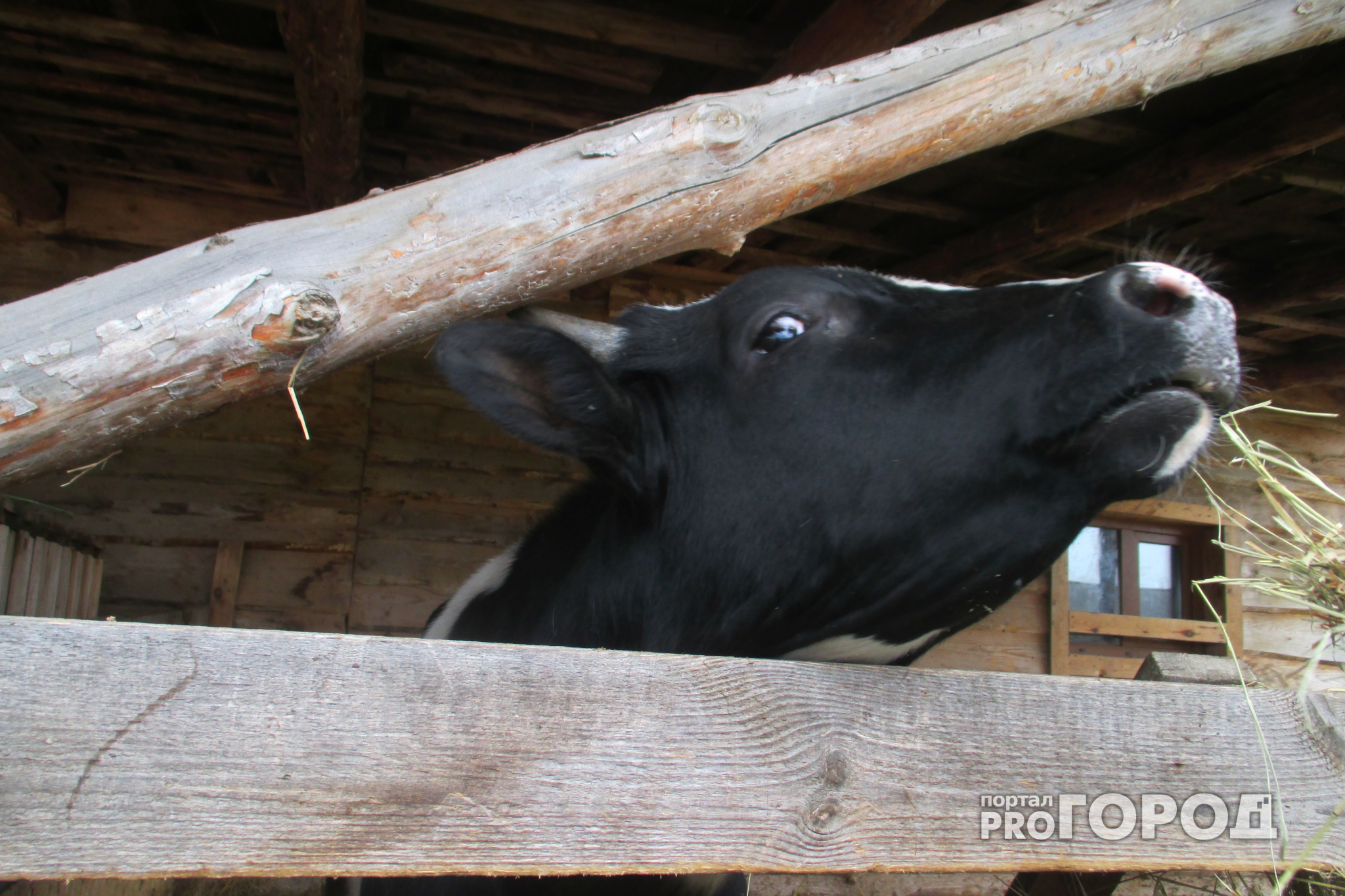 В Нижегородской области появятся новые животноводческие комплексы