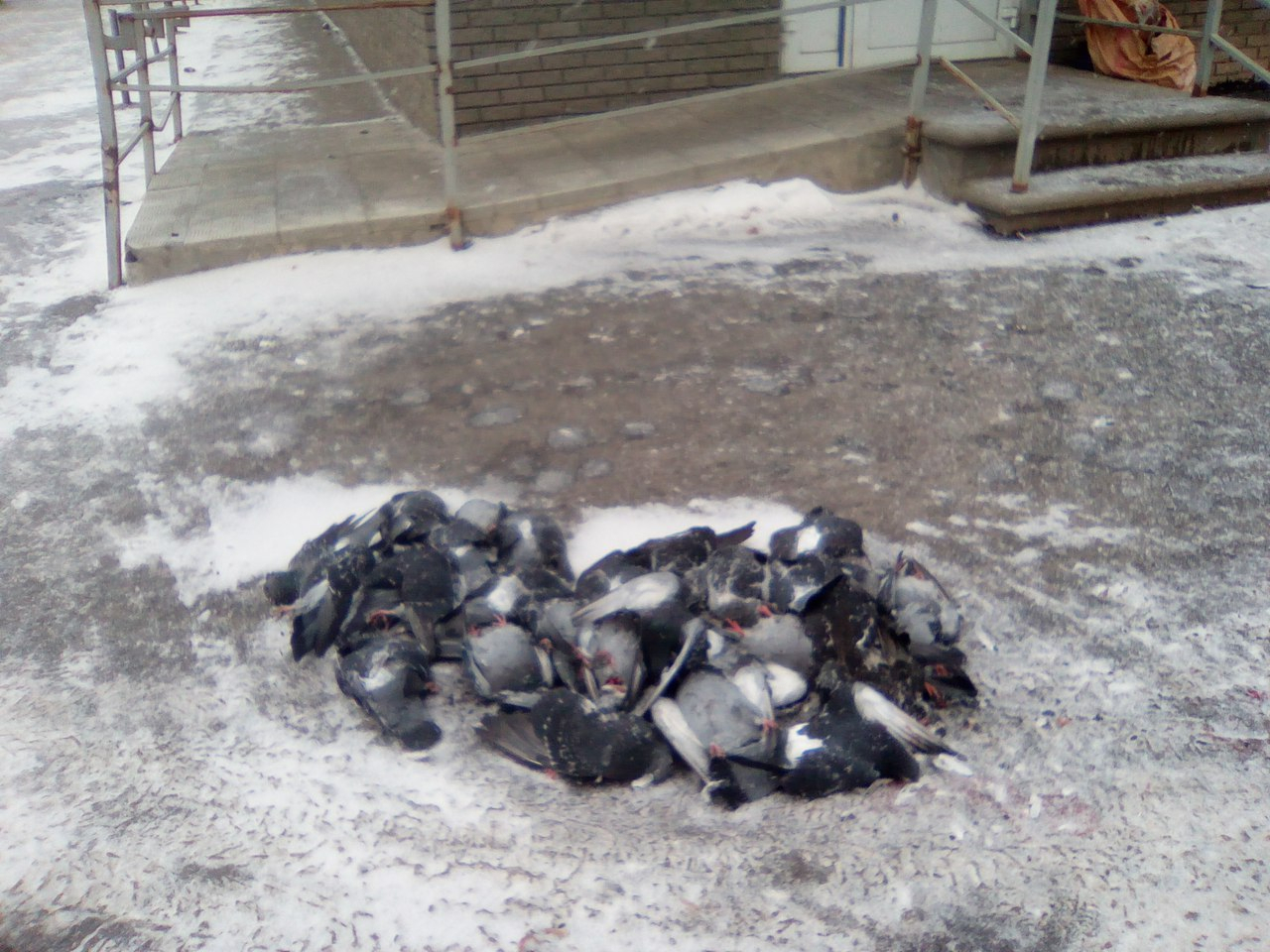 В Нижнем Новгороде вход в здание "Почты России" усеян трупами голубей (ФОТО)
