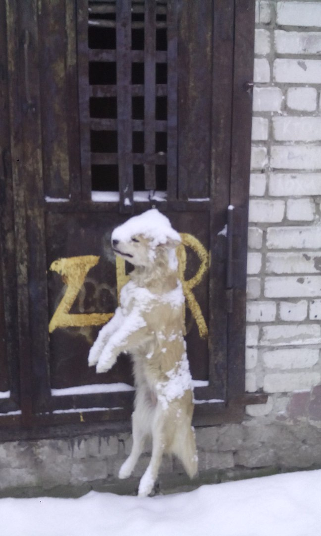 В Нижнем Новгороде изуверы повесили собаку на улице